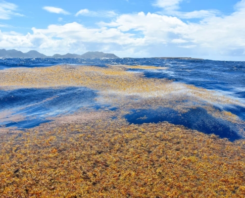 Sargassum offshore of Tintamare