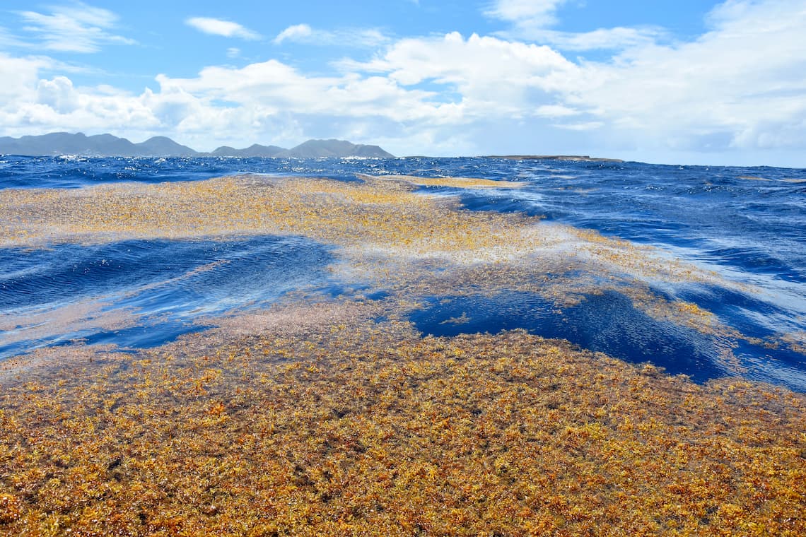 Sargassum offshore of Tintamare